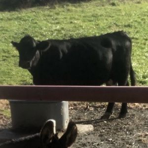 Meet your Posher, Brinkley